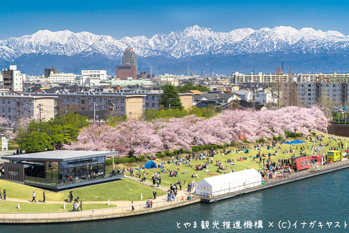 富山環水公園の桜