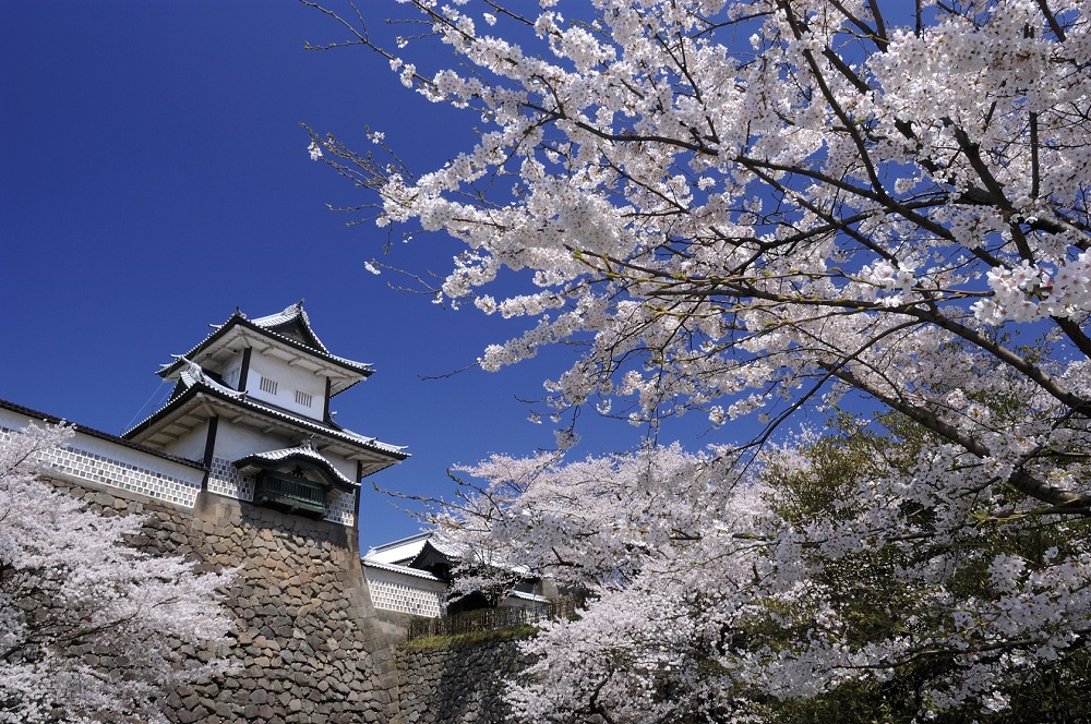 桜が満開の金沢城