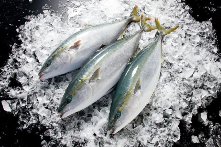 【冬限定】氷見の寒ブリ完全ガイド！旬の時期・おすすめ観光モデルコース