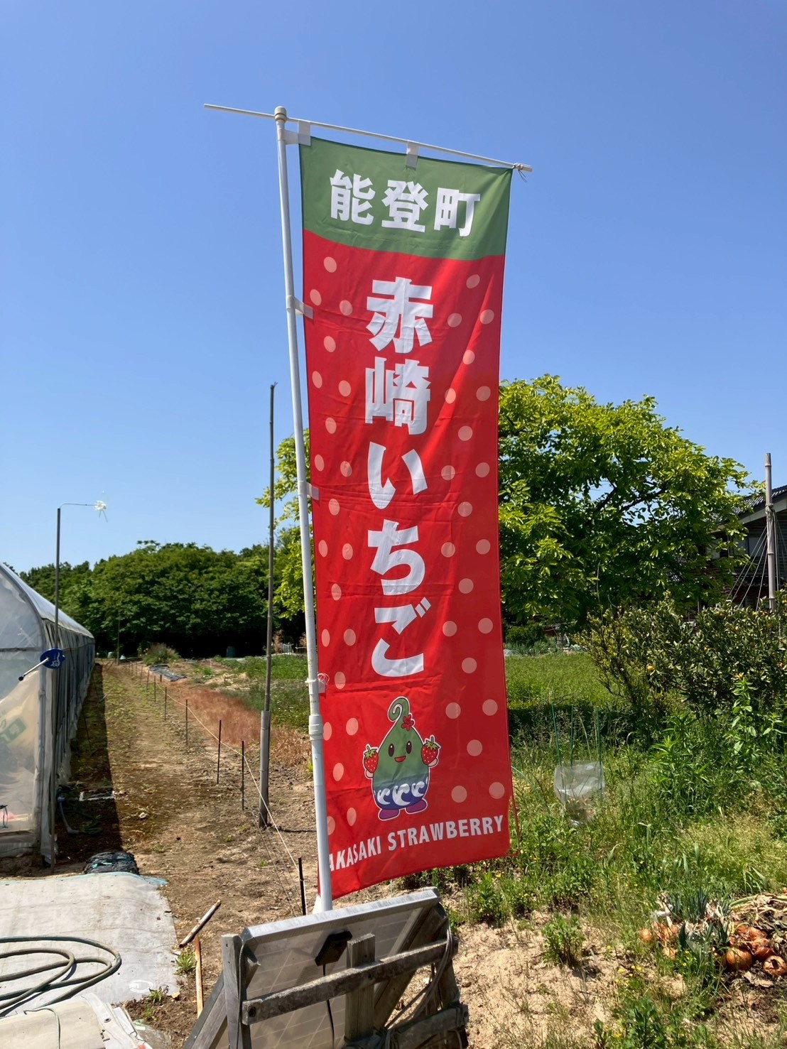 これが目印赤崎いちごの案内の旗です